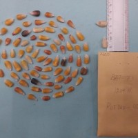 CIMMYTMA 7601 - Reference inventory.jpg