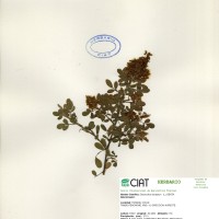 3495 herbarium