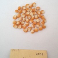 CIMMYTMA 4859 - Reference Inventory.jpg