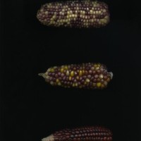 CIMMYTMA 27245 TLAX 250 TC24U-2903-232 E1.jpg