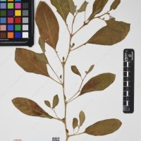 CIP 762519_OCH 11933_01.jpg