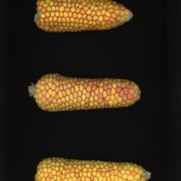 CIMMYTMA 17274 BOLI 1051 AF23A-0903-50 E.jpg