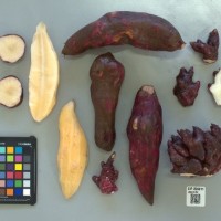 CIP 205011 (root).jpg