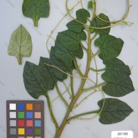 CIP 201169 Herbarium