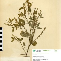 8669 herbarium