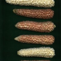 CIMMYTMA 16706 ECUA 7298 TC19U-2903-40 C0 _Ready.jpg