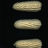 CIMMYTMA 16810 ICA 8 AF18A-0903-142 E.jpg