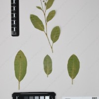 CIP 762519_OCH 11933_04.jpg