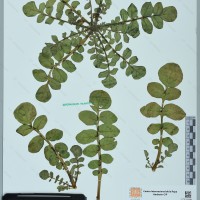 CIP 761139 herbarium
