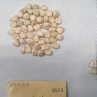 CIMMYTMA 2563 - Reference Inventory.jpg