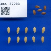 IRGC 37083 Seed Photo