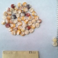 CIMMYTMA 2511 - Reference Inventory.jpg