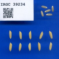 IRGC 39234 Seed Photo