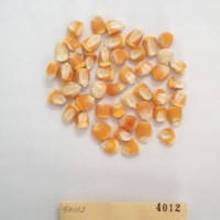 CIMMYTMA 4012 - Reference Inventory.jpg