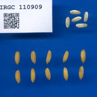 IRGC 110909 Seed Photo