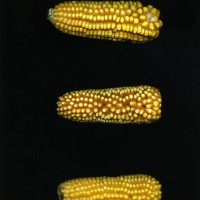 CIMMYTMA 2232 MEXI 3 TC24U-2903-69 E.jpg