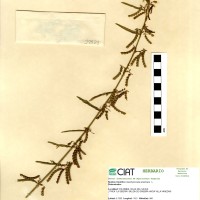17529 herbarium