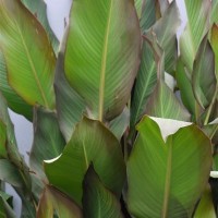 CIP 206016 (plant).jpg