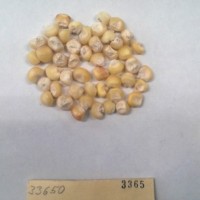 CIMMYTMA 3365 - Reference Inventory.jpg