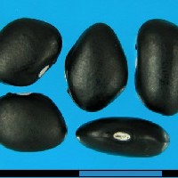 G3108 seed.jpg