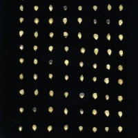 CIMMYTMA 28905 BOZM 0837 TC22U-2903-3 K.jpg