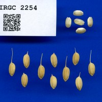 IRGC 2254 Seed Photo