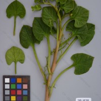 CIP 201020 Herbarium