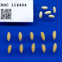 IRGC 114464 Seed Photo