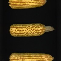 CIMMYTMA 21542 PAZM 07103 AF23A-0903-99 E1.jpg