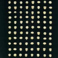 CIMMYTMA 27542 GUAT 1034 GD21B-6903-146 K.jpg