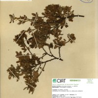 3134 herbarium