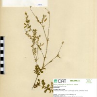 7502 herbarium