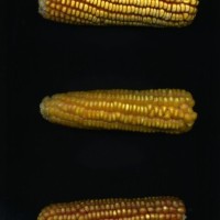 CIMMYTMA 16850 BARB 301 AF18A-0903-179 E.jpg