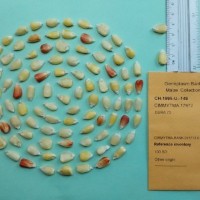 CIMMYTMA 17972.jpg