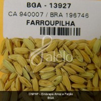 BRA00011225-0.JPG