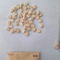 CIMMYTMA 969 - Reference Inventory.jpg