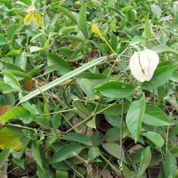 Centrosema macrocarpum 16556.JPG