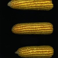 CIMMYTMA 4987 BRAZ 2144 AF20A-0903-191 E.jpg