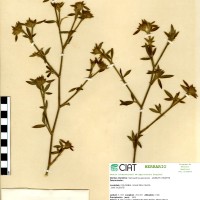 199 herbarium