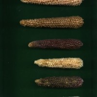 CIMMYTMA 10381 ANC. 392 TC17U-2903-130 C.jpg