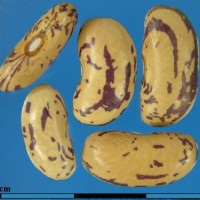 G24100D seed.jpg
