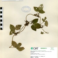 18911 herbarium