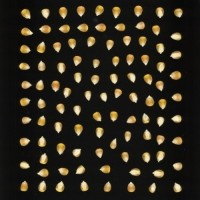 CIMMYTMA 20362 VERA 116 AF17A-0903-116 K.jpg