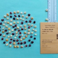 CIMMYTMA 17308.jpg