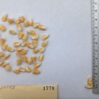 CIMMYTMA 1778 - Reference Inventory.jpg