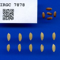 IRGC 7878 Seed Photo
