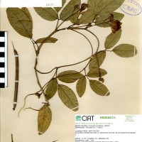 15287 herbarium
