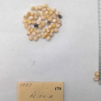 CIMMYTMA 170 - Reference Inventory.jpg