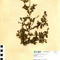 797 herbarium