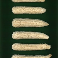 CIMMYTMA 17 MICH 155 PV22A-1903-114 C0350 _compress.jpg